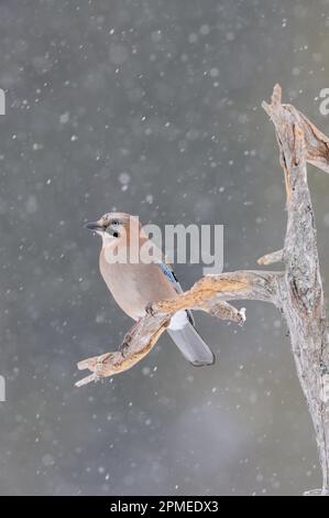 Eurasischer Jay ( Garrulus glandarius ) im Winter, auf einem alten faulen Baum thront, beobachten rund , im Schnee, Schneefall, Tierwelt, Europa. Stockfoto