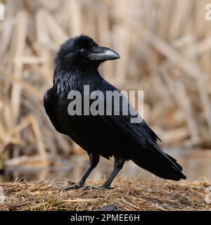 Gemeinsame Raven/Kolkrabe (Corvus Corax) auf dem Boden gehockt, in der Nähe detaillierte, schwarz glänzende Gefieder, aufmerksam beobachten, Wildlife, Europa. Stockfoto