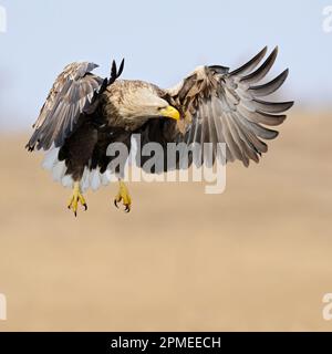 Weißwedeladler / Seeadler ( Haliaeetus albicilla ) fliegen über nasses Land, jagen, nach Beute Ausschau halten, beeindruckende Frontalstellung, Tierwelt Stockfoto