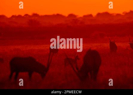 Gemsbok Antilope bei Sonnenuntergang, Central Kalahari Wildreservat, Botsuana Stockfoto