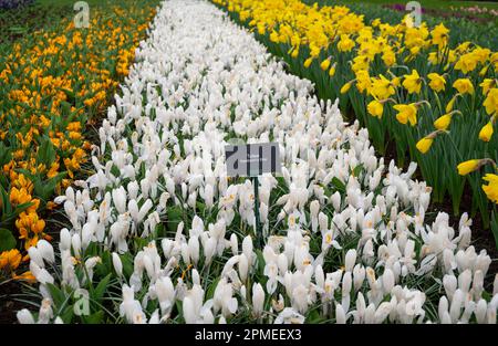 Blühende farbenfrohe Narzissen und Tulpenblüten im öffentlichen Blumengarten Keukenhof ein beliebter Touristenort in Lisse, Holland, Niederlande. Stockfoto
