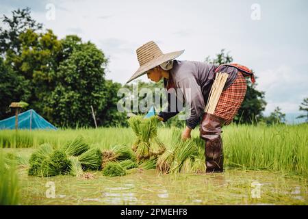 Landwirt, der in der Regenzeit Reis auf einem Reisfeld anpflanzt. Stockfoto