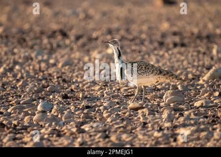 Die Brautwerbung einer männlichen MacQueen-Trappe (Chlamydotis macqueenii) الحُبَارَى الآسِيَوِيّ ist ein großer Vogel in der Trappenfamilie. Es ist nativ für Stockfoto