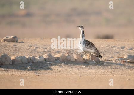 Die Brautwerbung einer männlichen MacQueen-Trappe (Chlamydotis macqueenii) الحُبَارَى الآسِيَوِيّ ist ein großer Vogel in der Trappenfamilie. Es ist nativ für Stockfoto