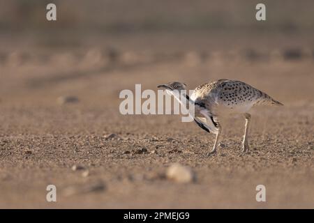 Die Brautwerbung einer männlichen MacQueen-Trappe (Chlamydotis macqueenii) الحُبَارَى الآسِيَوِيّ ist ein großer Vogel in der Trappenfamilie. Es ist nativ für Stockfoto