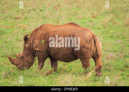 Ein Porträt einer Weibchen Weißes Nashorn, das in freier Wildbahn im Nairobi-Nationalpark, Kenia, weidet Stockfoto