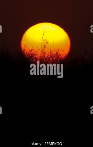 Voll, rund, leuchtend gelb, untergehende Sonne Stockfoto