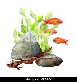 Aquarell gezeichnete Algenbänder, Bodensteine, Stangen und Antias-Fische auf weißem Hintergrund. Unterwasserbild zur Illustration, Aufkleber, Logo Stockfoto