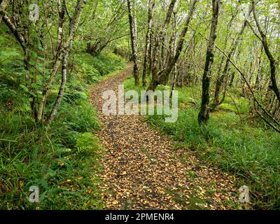 Waldweg durch Silberbirkenbäume (Betula Pendula) im Herbst, Leitir Fura, Kinloch Forest, Isle of Skye, Schottland, UK Stockfoto