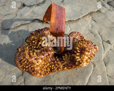 Seetang (Furbellow Kelp Saccorhiza polyschides) Seetang-holdfast-Wurzel, angespült am schottischen Strand, Boreraig Isle of Skye, Schottland, Vereinigtes Königreich Stockfoto