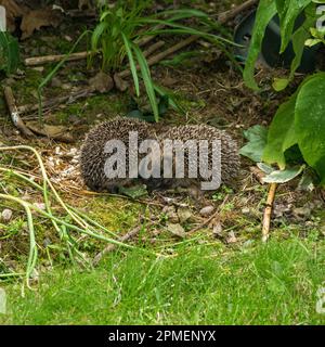 Zwei junge Igel Erinaceus europaeus, die bei Tageslicht im englischen Garten forschen Stockfoto