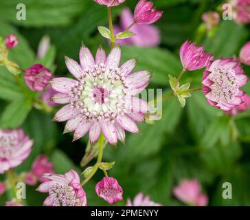 Großaufnahme der Blumen von Great Masterwort (Astrantia Major), die in Derbyshire Garden, England, Großbritannien, wachsen Stockfoto