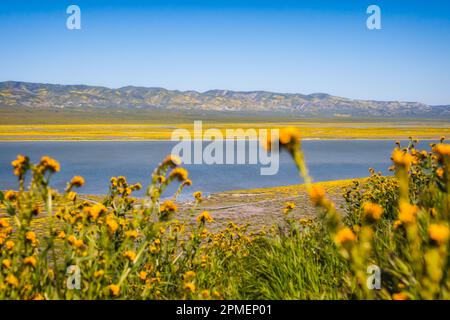 Wildblumen blühen im Carrizo Plain National Monument, Kalifornien Stockfoto