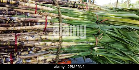 Zuckerrohr wird auf dem Markt gehalten. Ein Haufen Zuckerrohr, das auf einem Markt zusammengebunden ist. Frischer Zuckerrohr mit grünen Blättern. Stockfoto