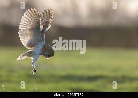 Eule Stockfoto