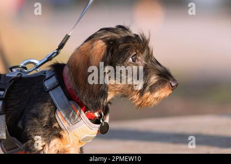 Dackel-Welpen-Porträt, Nahaufnahme eines weiblichen Hundes, während er im Park spaziert Stockfoto