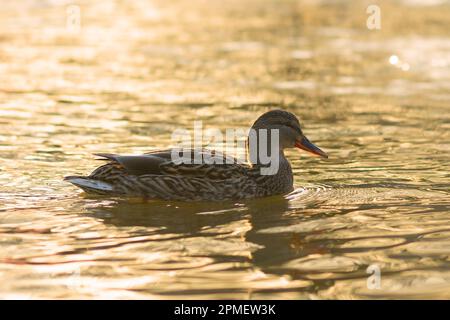 Weibliche Stockenten im schönen Morgenlicht ( Anas platyrhynchos ) Stockfoto