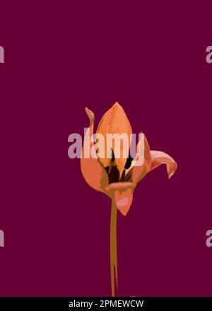 Nahaufnahme einer orangefarbenen Tulpe auf dunkelrotem Hintergrund. Stockfoto