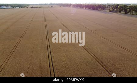 Panoramablick auf die Weizenlandwirtschaft. Sie fliegen über ein großes Feld mit reifem Weizen bei Sonnenuntergang im Sommer. Die Sonne scheint, die Sonne blendet. Landschaftslandschaft der Landwirtschaft. Draufsicht Stockfoto