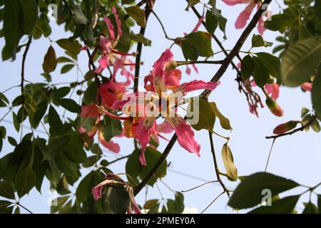 Seidenbaum (Ceiba speciosa) in Blüte : (Pix Sanjiv Shukla) Stockfoto
