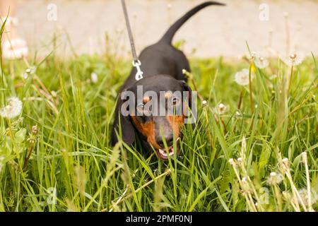 Porträt eines süßen Dackelhundes auf einem Löwenzahnfeld. Stockfoto