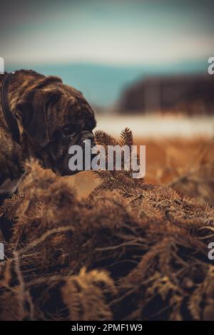 Boxer Hund Stockfoto