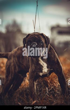 Boxer Hund Stockfoto