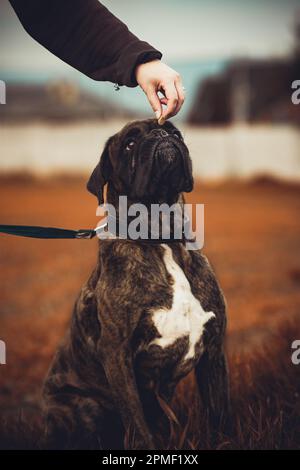 Boxer Hund Stockfoto