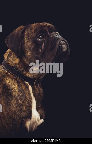 Boxer Hund Stockfoto