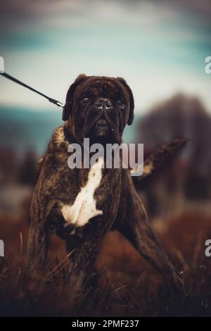 Boxer Hund Stockfoto