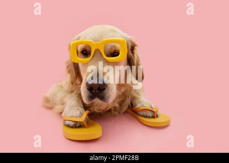 Porträt Welpen-Sommer. Golden Retriever trägt eine gelbe Sonnenbrille und Flip-Flops. Isoliert auf pinkfarbenem Pastellhintergrund Stockfoto