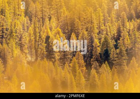 Frankreich, Hautes-Alpes, Briancoonnais im Herbst, Lärche Stockfoto