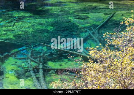 Frankreich, Hautes-Alpes, Gemeinde Névache, Etroite-Tal im Herbst, Grüner See (1834 m) Stockfoto