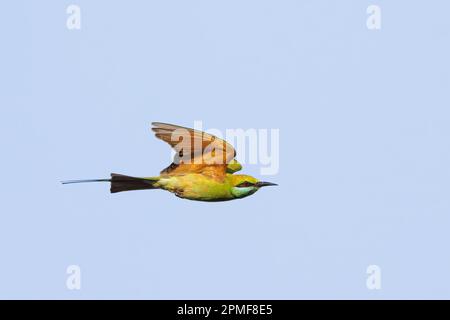 Indien, Karnataka, Hampi, asiatischer Green Bee Eater (Merops orientalis) Stockfoto