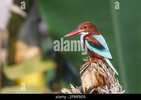 Indien, Karnataka, Hampi, Weißkehlkopf-Kingfisher (Halcyon smyrnensis) Stockfoto