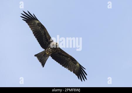Indien, Gujarat, Ahmedabad, Schwarzmilan (Milvus migrans) Stockfoto