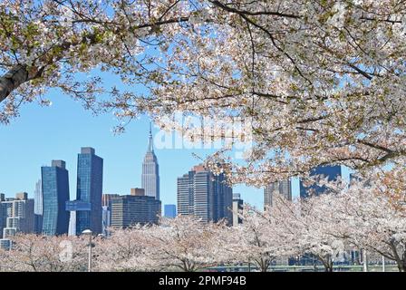 (230413) -- NEW YORK, 13. April 2023 (Xinhua) -- Kirschblüten werden am 12. April 2023 am Stadthorizont in New York, den Vereinigten Staaten, gesehen. (Xinhua/Li Rui) Stockfoto