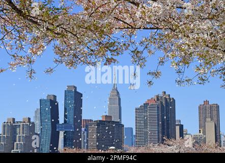 (230413) -- NEW YORK, 13. April 2023 (Xinhua) -- Kirschblüten werden am 12. April 2023 am Stadthorizont in New York, den Vereinigten Staaten, gesehen. (Xinhua/Li Rui) Stockfoto