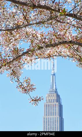 (230413) -- NEW YORK, 13. April 2023 (Xinhua) -- Kirschblüten werden mit dem Empire State Building im Hintergrund in New York, den Vereinigten Staaten, am 12. April 2023 gesehen. (Xinhua/Li Rui) Stockfoto