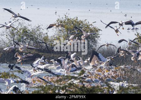 Indien, Gujarat, Jamnagar, Khijadiya Vogelschutzgebiet, Weißer Pelikan (Pelecanus onocrotalus) Stockfoto