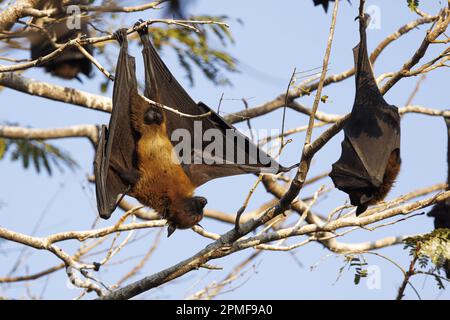 Indien, Gujarat, Jamnagar, Lakhota-See, indischer Flughund (Pteropus medius) Stockfoto