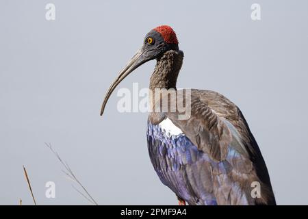 Indien, Gujarat, Bhuj, Rotnaped Ibis (Pseudibis papillosa) Stockfoto