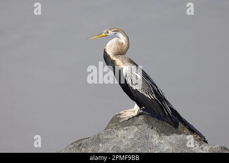 Indien, Gujarat, Jamnagar, Khijadiya Bird Sanctuary, Oriental Darter (Anhinga melanogaster) Stockfoto