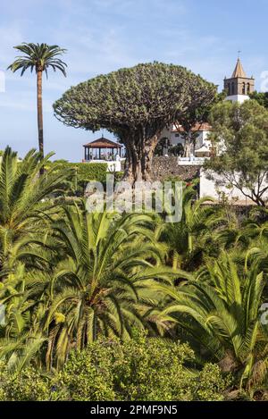 Spanien, Kanarische Inseln, Teneriffa, Icod de los Vinos, Drago-Park (Parque del Drago), Dragon Tree (Dracaena Draco canariensis) über 1000 Jahre alt Stockfoto