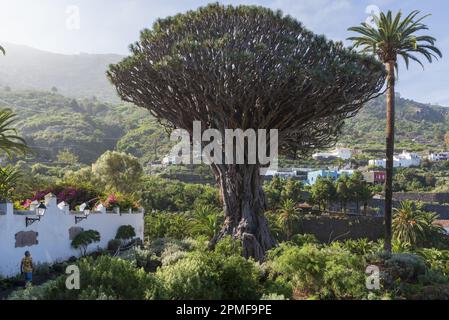 Spanien, Kanarische Inseln, Teneriffa, Icod de los Vinos, Drago-Park (Parque del Drago), Dragon Tree (Dracaena Draco canariensis) über 1000 Jahre alt Stockfoto