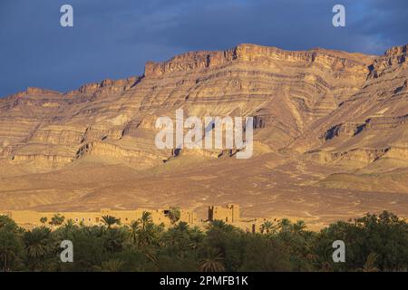 Marokko, Provinz Zagora, Palmenhain im Draa-Tal Stockfoto