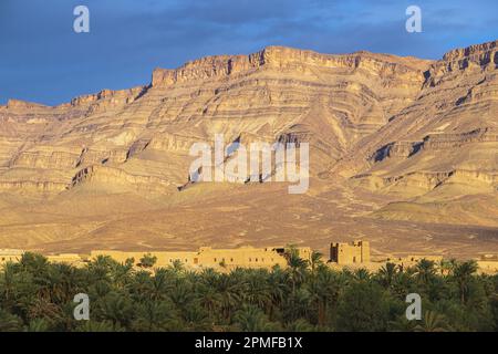 Marokko, Provinz Zagora, Palmenhain im Draa-Tal Stockfoto