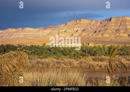 Marokko, Provinz Zagora, Palmenhain im Draa-Tal Stockfoto