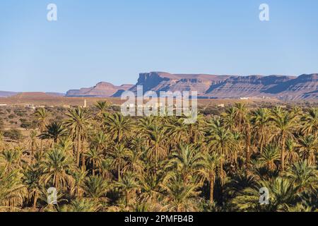 Marokko, Provinz Zagora, N'Kob (oder Nkob), das Dorf mit 45 Kasbahs, der Palmenhain Stockfoto