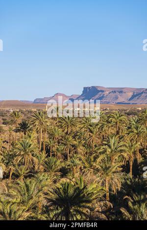 Marokko, Provinz Zagora, N'Kob (oder Nkob), das Dorf mit 45 Kasbahs, der Palmenhain Stockfoto